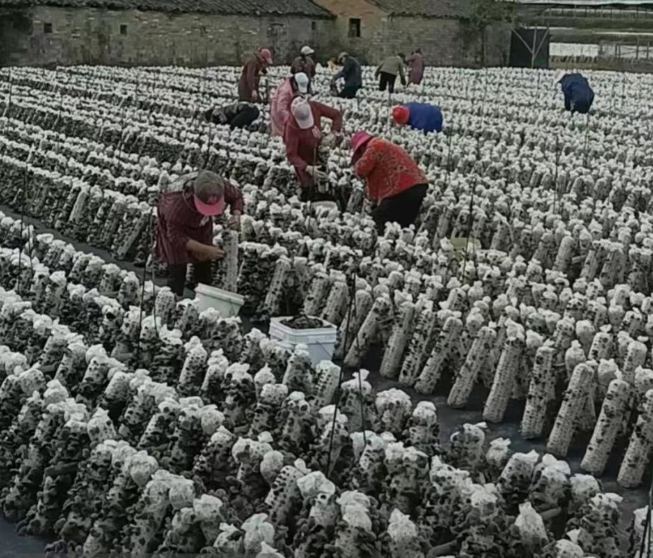 实验室工作人员正在进行毛木耳菌种的接种与培养操作 毛木耳菌种培养过程