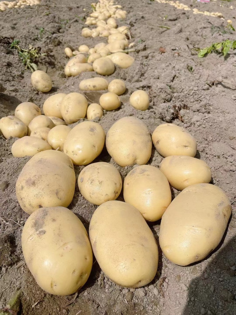 精品土豆大量上市中