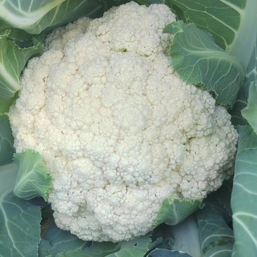 石花大量上市质量好