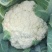 石花大量上市质量好