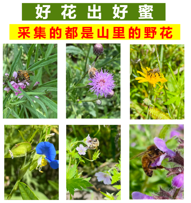 东北土蜂蜜深山纯正天然百花蜜农家自产结晶成熟