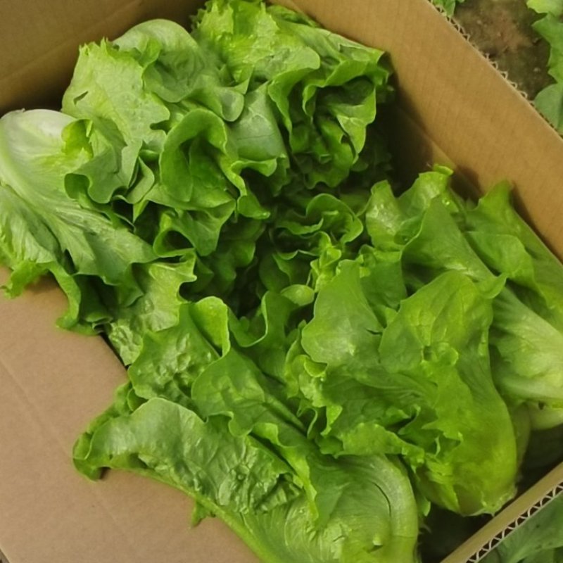 精品意大利生菜，全国发货，支持电商社区团购市场批发