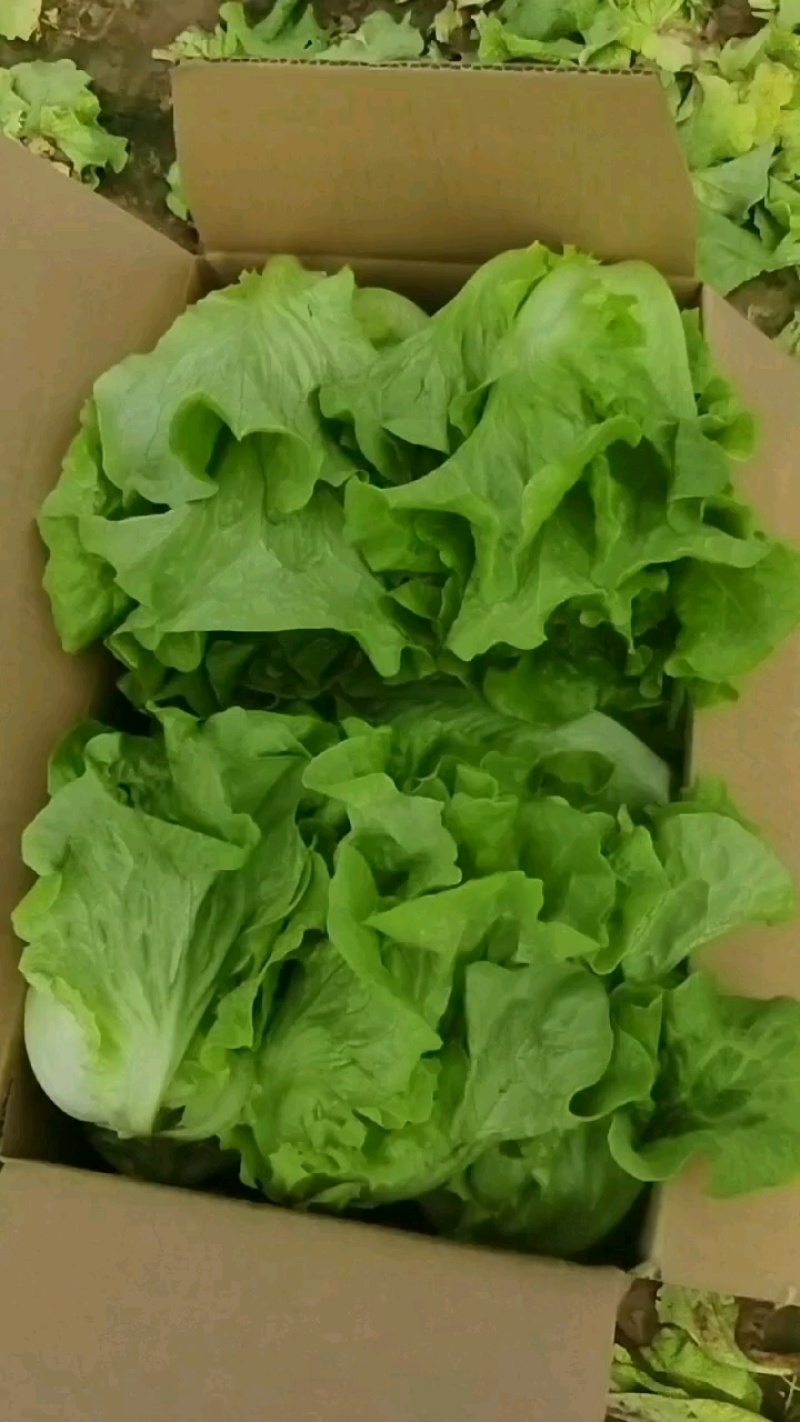 精品意大利生菜，全国发货，支持电商社区团购市场批发