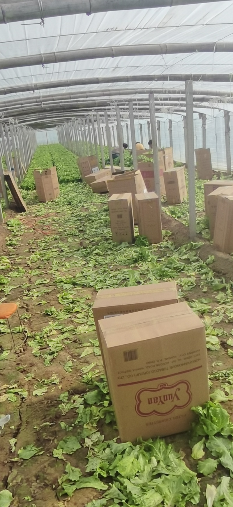 精品意大利生菜，全国发货，支持电商社区团购市场批发