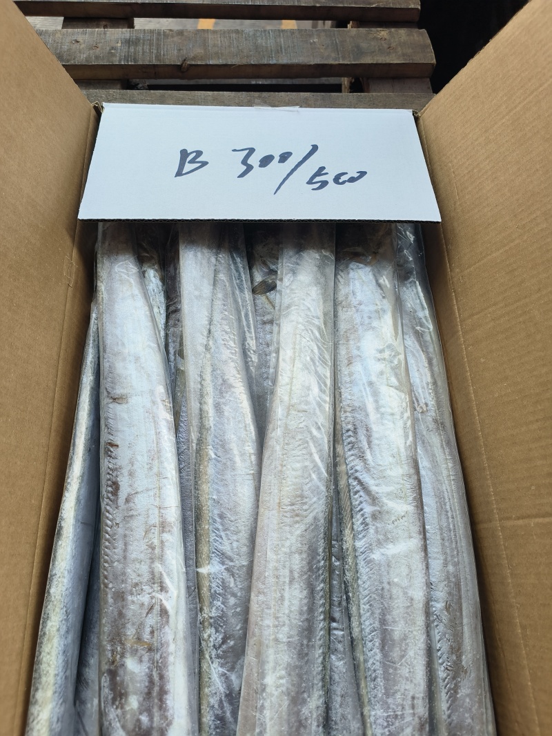 钓B带鱼钓带鱼300/500500/700