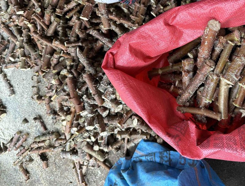 木薯种苗木薯种子基地自销大量有货品质保障欢迎咨询
