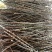 木薯种苗木薯种子基地自销大量有货品质保障欢迎咨询