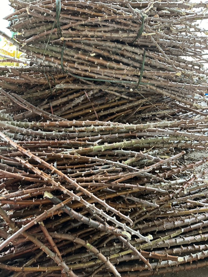 木薯种苗木薯种子基地自销大量有货品质保障欢迎咨询