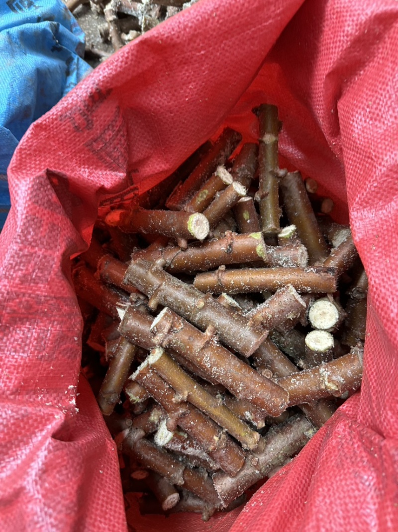 木薯种苗木薯种子基地自销大量有货品质保障欢迎咨询