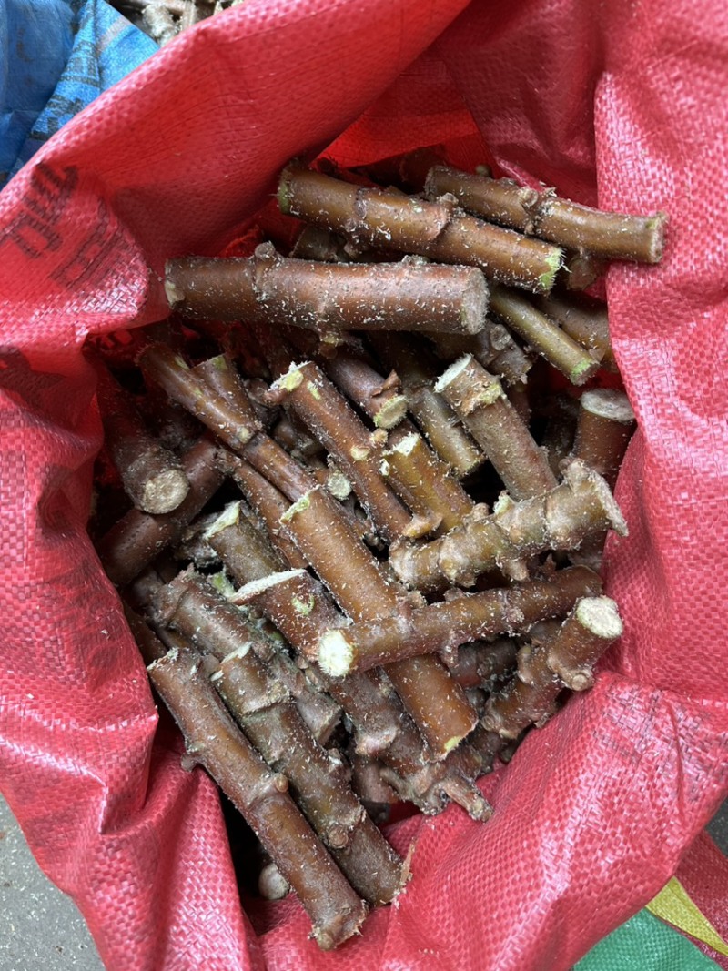 木薯种苗木薯种子基地自销大量有货品质保障欢迎咨询