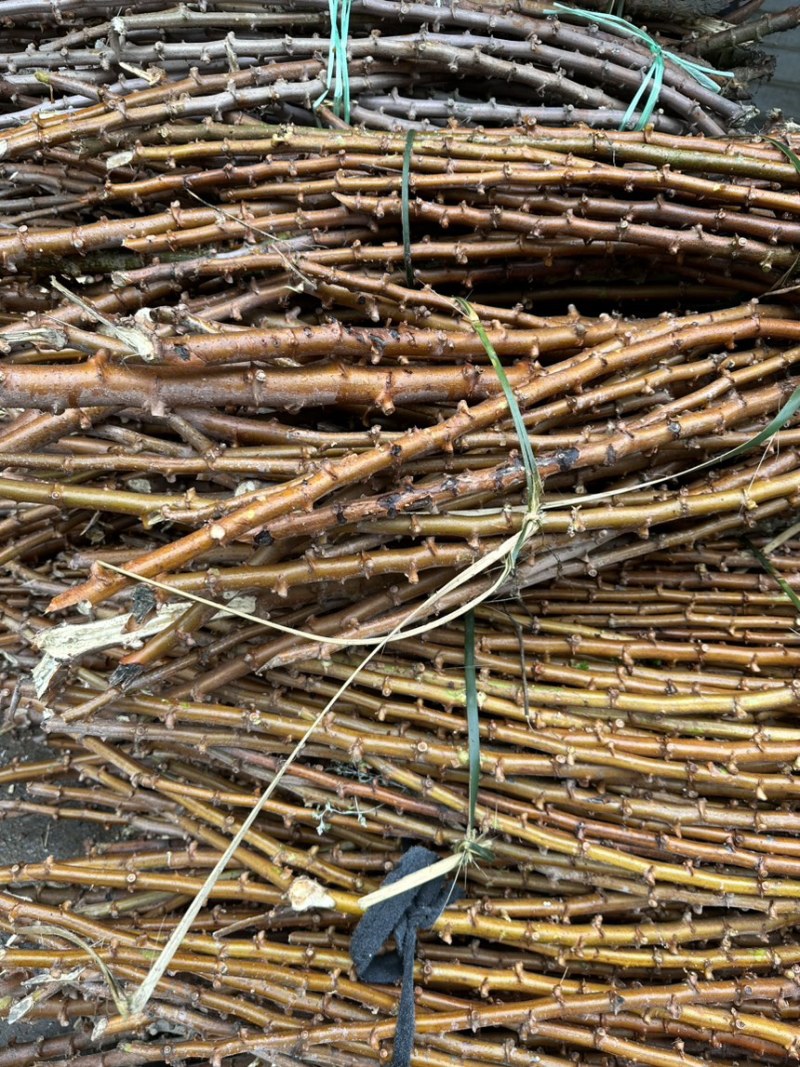 木薯种苗木薯种子基地自销大量有货品质保障欢迎咨询