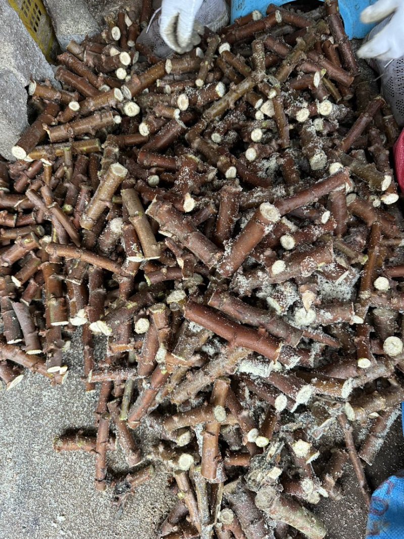 木薯种苗木薯种子基地自销大量有货品质保障欢迎咨询