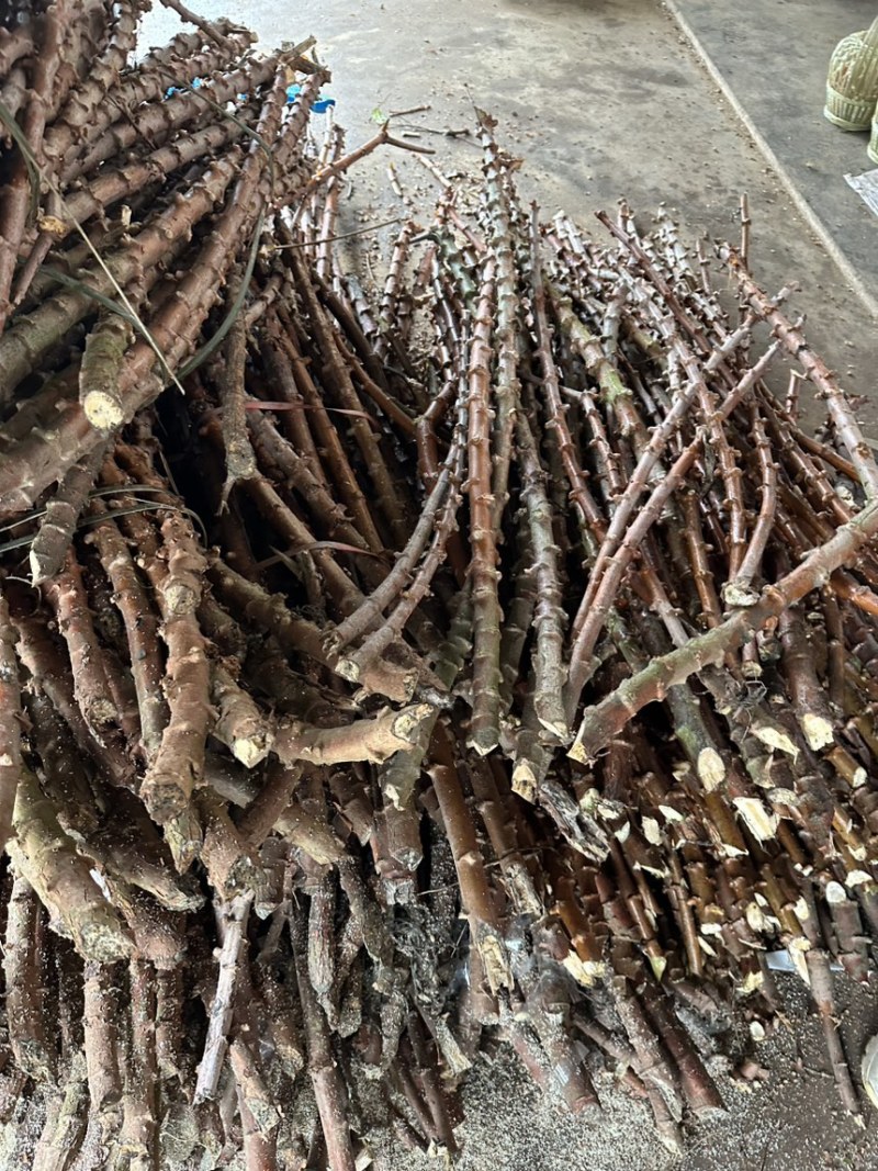 木薯种苗木薯种子基地自销大量有货品质保障欢迎咨询