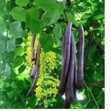 便秘果