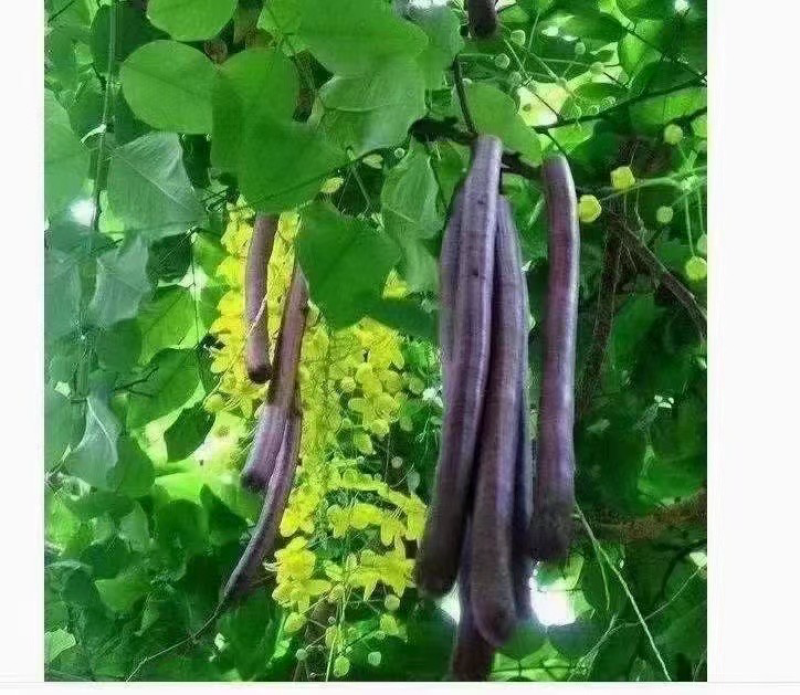便秘果