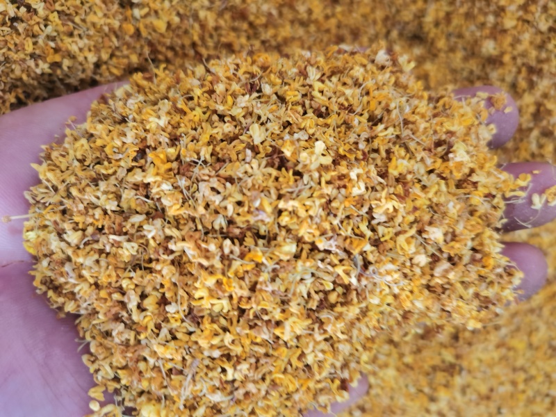 桂花茶用新货桂花香味扑鼻泽润中药