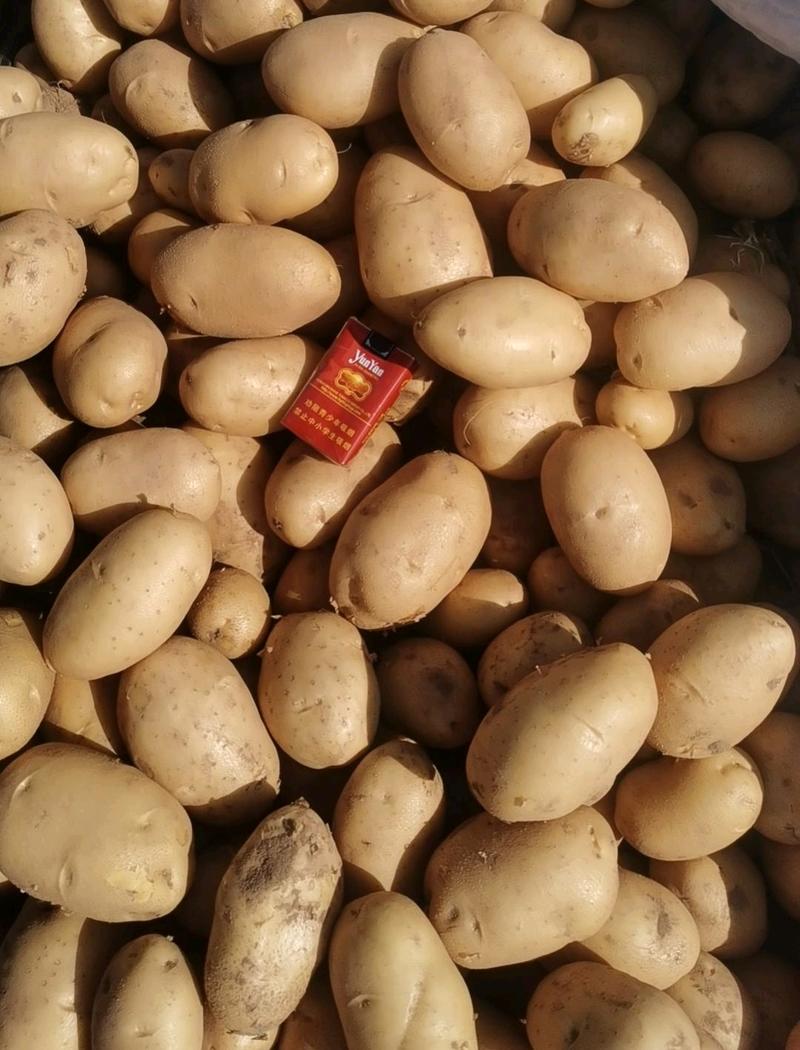 精品希森，沃土土豆一手货源，品种齐全，全国发货欢迎来电