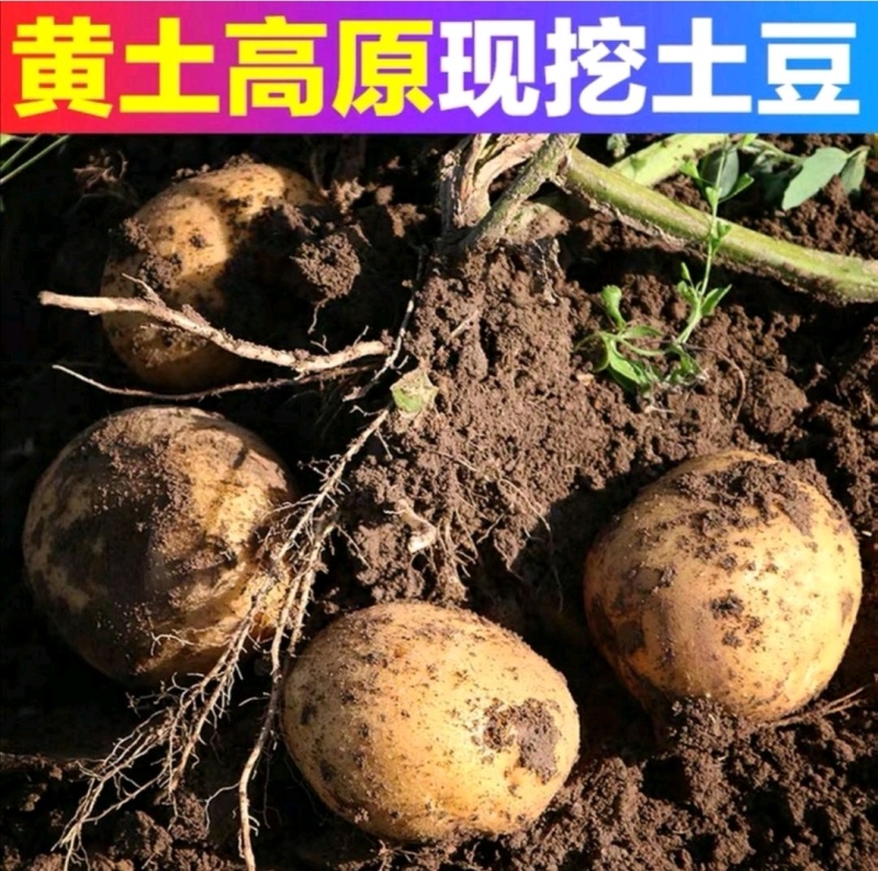 精品希森，沃土土豆一手货源，品种齐全，全国发货欢迎来电