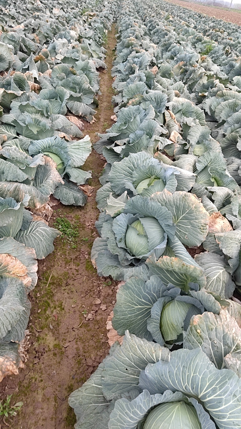 冬升扁包菜