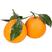 精品脐橙货源充足一手货源量大从优质量保证欢迎咨询
