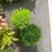 爱尔兰珍珠草阳台室内外盆栽癬园林绿化草花金绿海岸