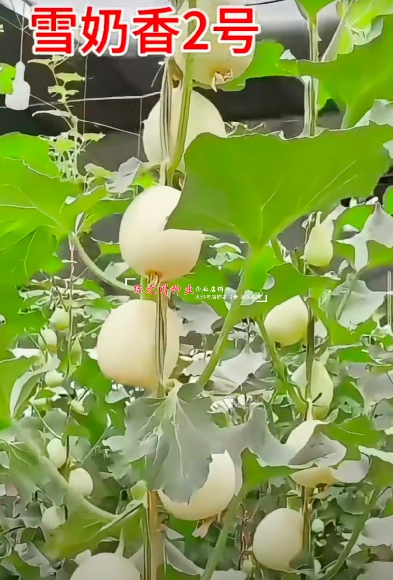 鼎牌雪奶香2号甜瓜种子脆甜耐裂早熟薄皮甜瓜种籽奶香浓郁