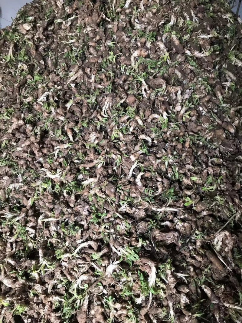 玄参芽