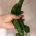 高原夏菜，精品螺丝椒，欢迎咨询，品质保证