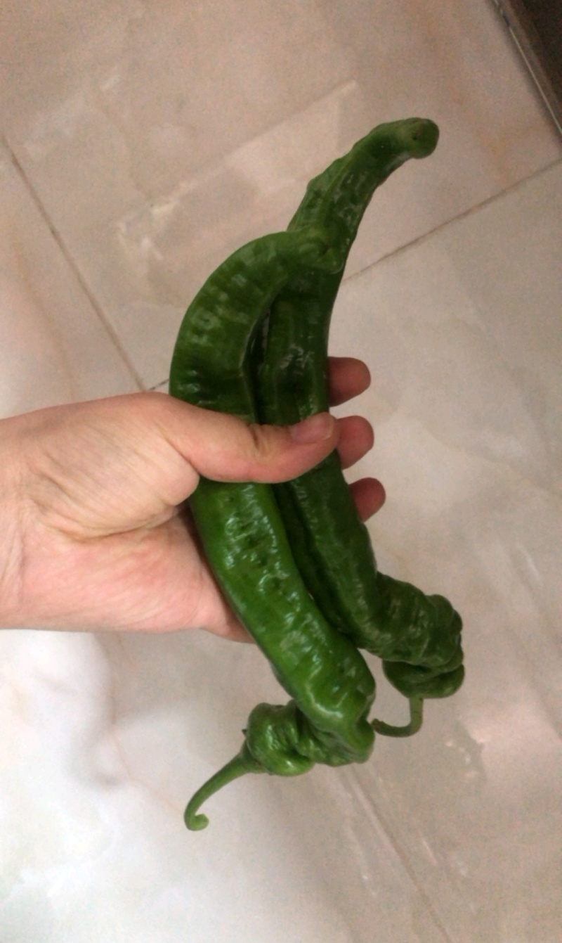 高原夏菜，精品螺丝椒，欢迎咨询，品质保证