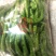 高原夏菜，精品螺丝椒，欢迎咨询，品质保证