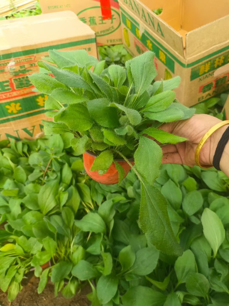 黑心菊，基地直销，常年供应各种绿化苗木，