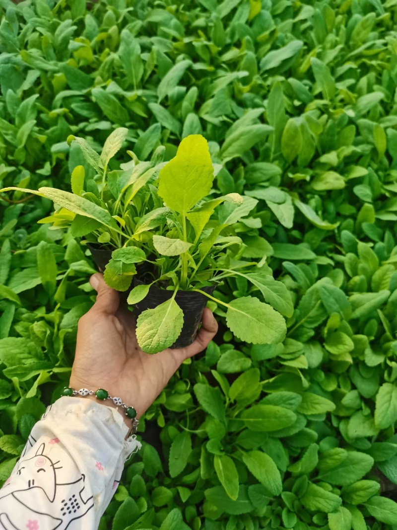 黑心菊，基地直销，常年供应各种绿化苗木，