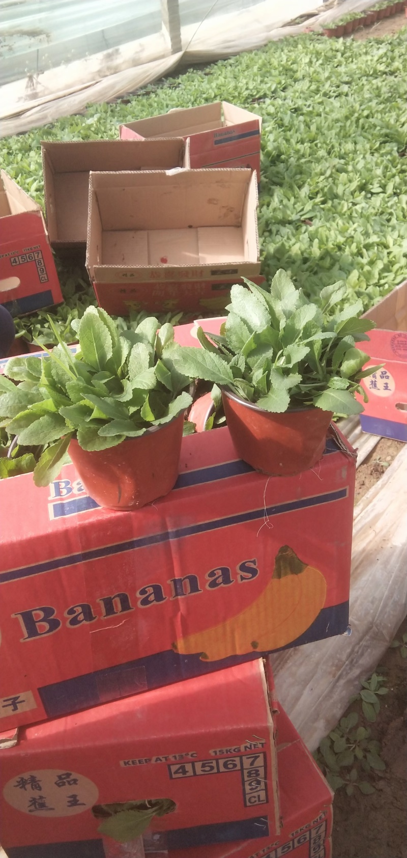 黑心菊，基地直销，常年供应各种绿化苗木，
