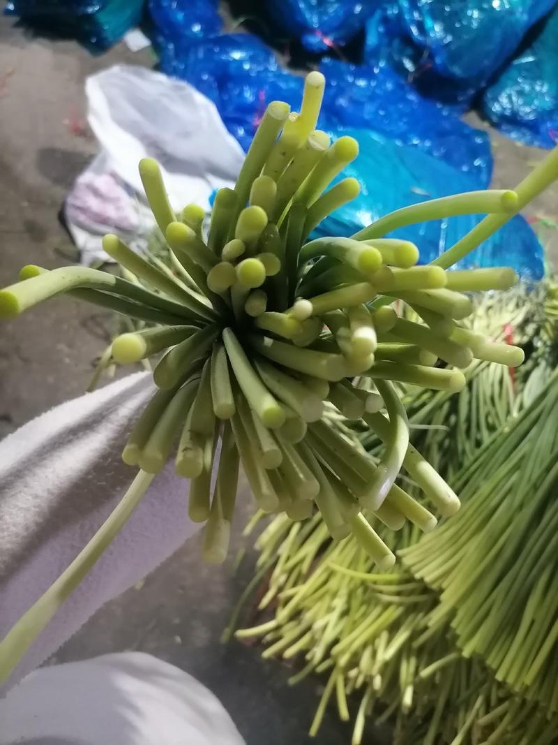 蒜苔