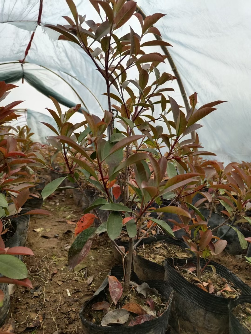 红叶石楠，基地直销，常年供应各种绿化苗木