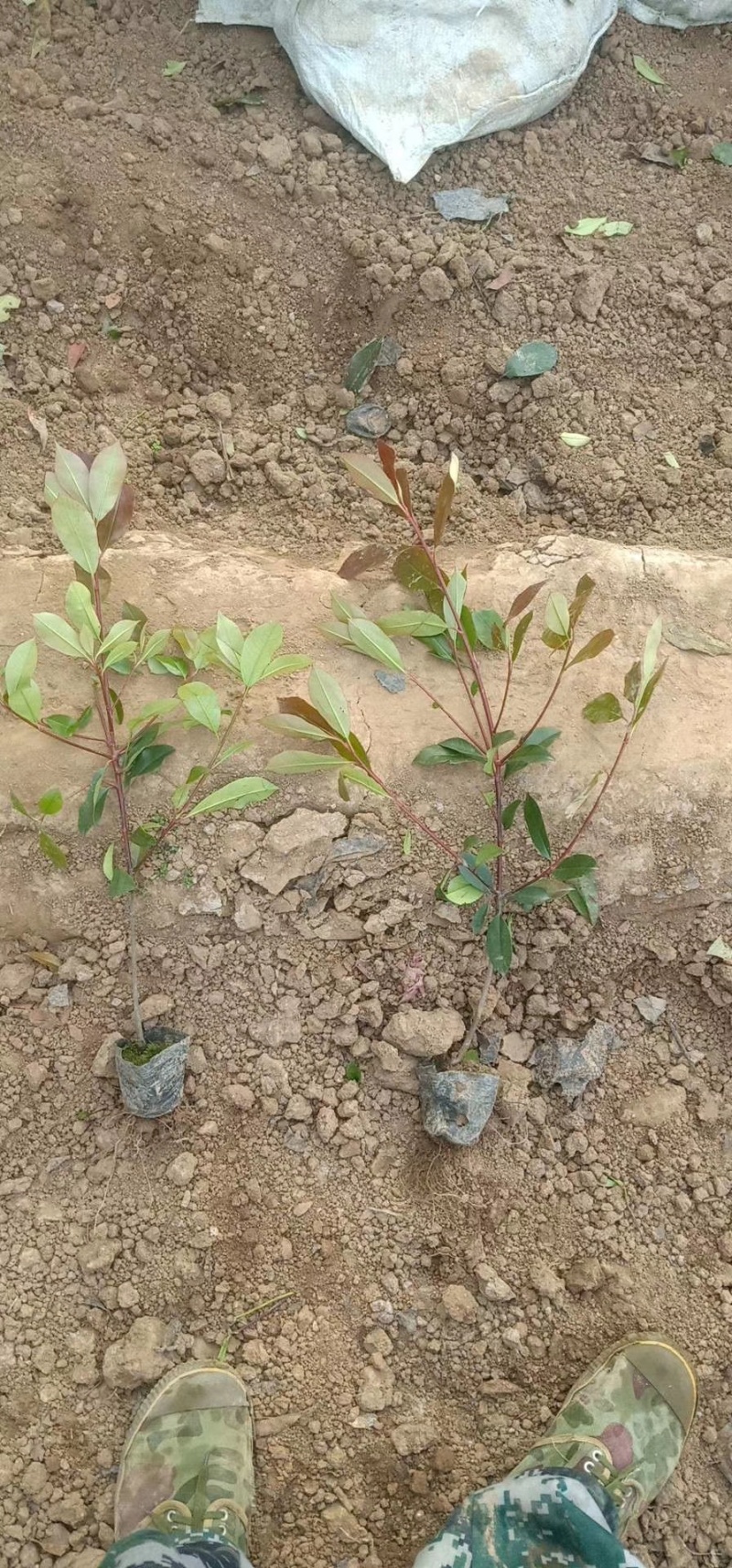 红叶石楠，基地直销，常年供应各种绿化苗木