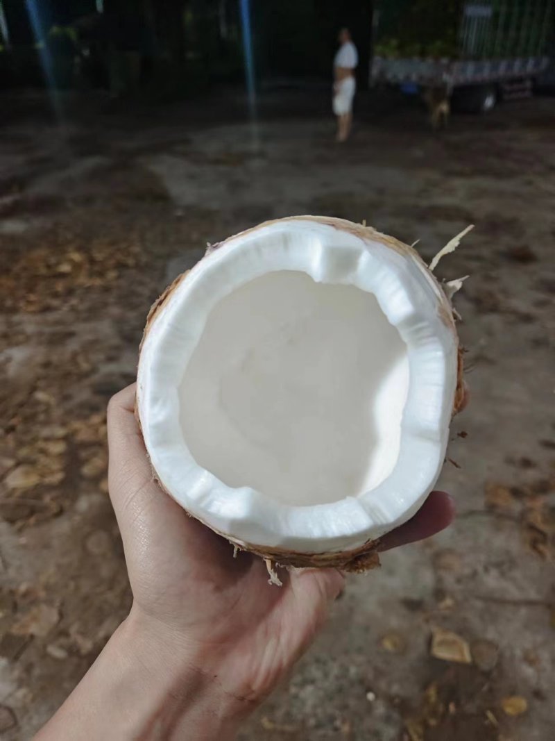 海南大椰子，椰青。