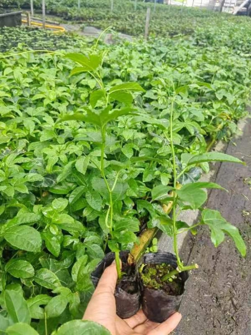 广西玉林百香果苗钦蜜9号苗黄金果苗品种齐全欢迎咨询