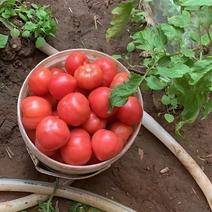 精品普罗旺斯西红柿产地直发口感沙甜欢迎咨询采