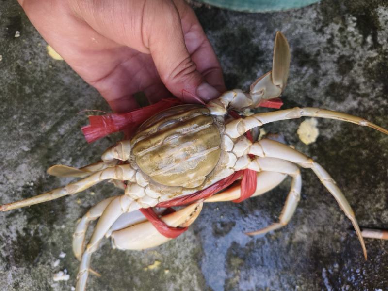 福建满膏满肉膏蟹，一手货源自家养殖，新鲜发货，死蟹包赔