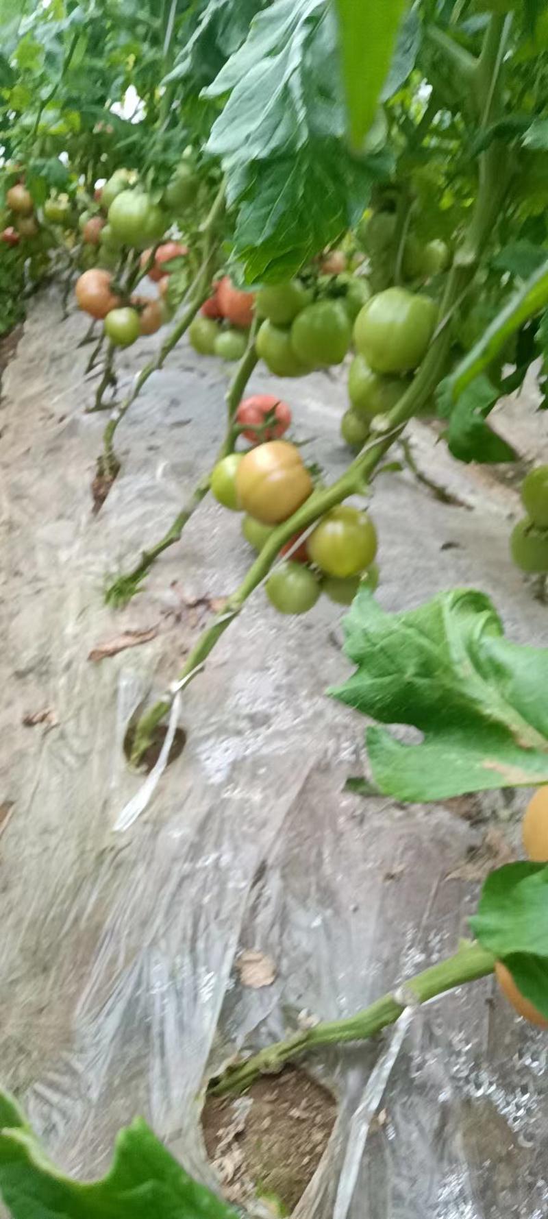 普罗旺斯西红柿产地直发量大价优欢迎来电咨询采