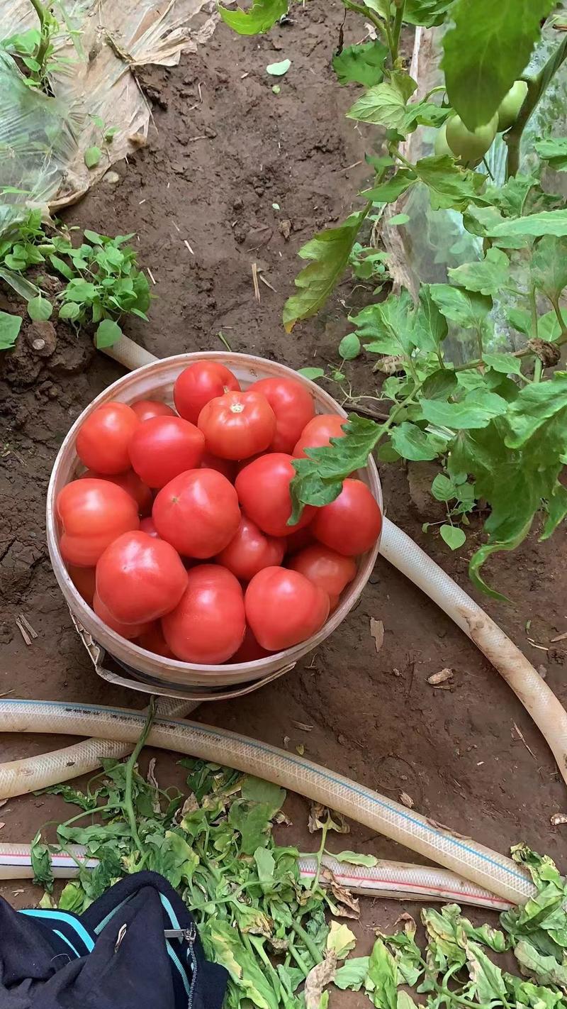 普罗旺斯西红柿产地直发量大价优欢迎来电咨询采