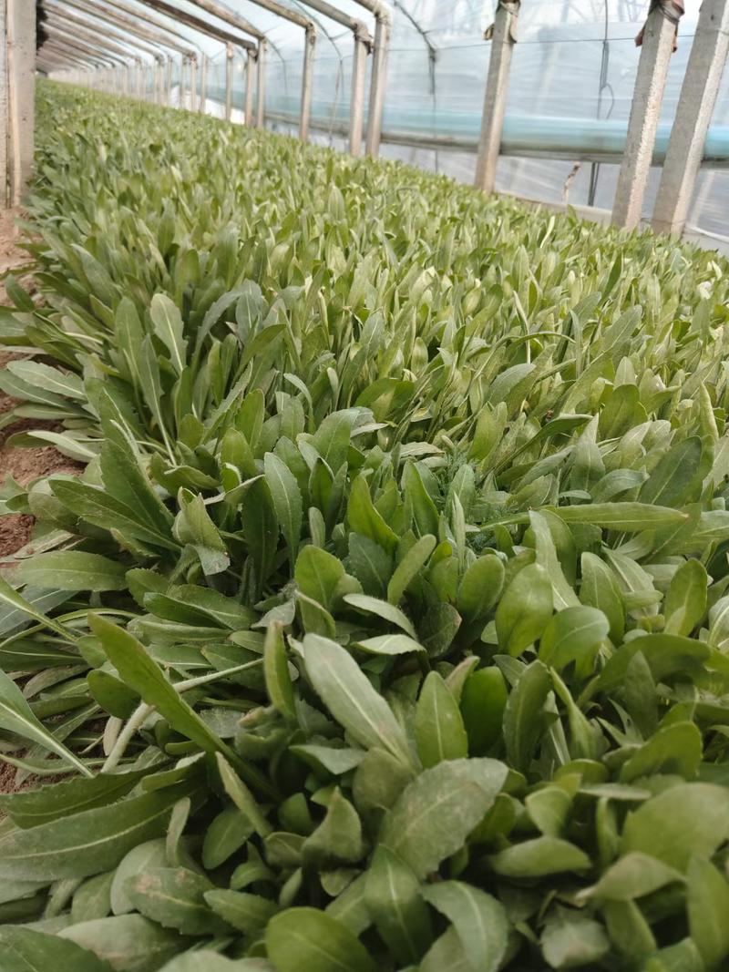 天人菊，基地直销，常年供应常年供应各种绿化