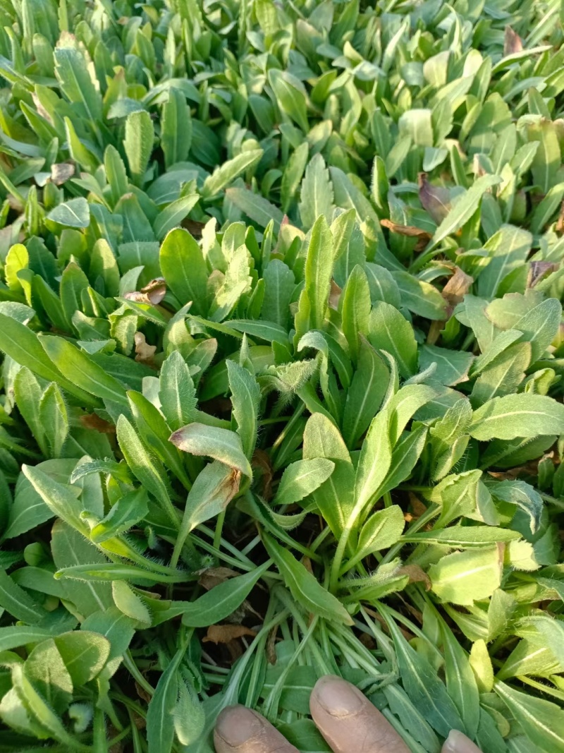 天人菊，基地直销，常年供应常年供应各种绿化