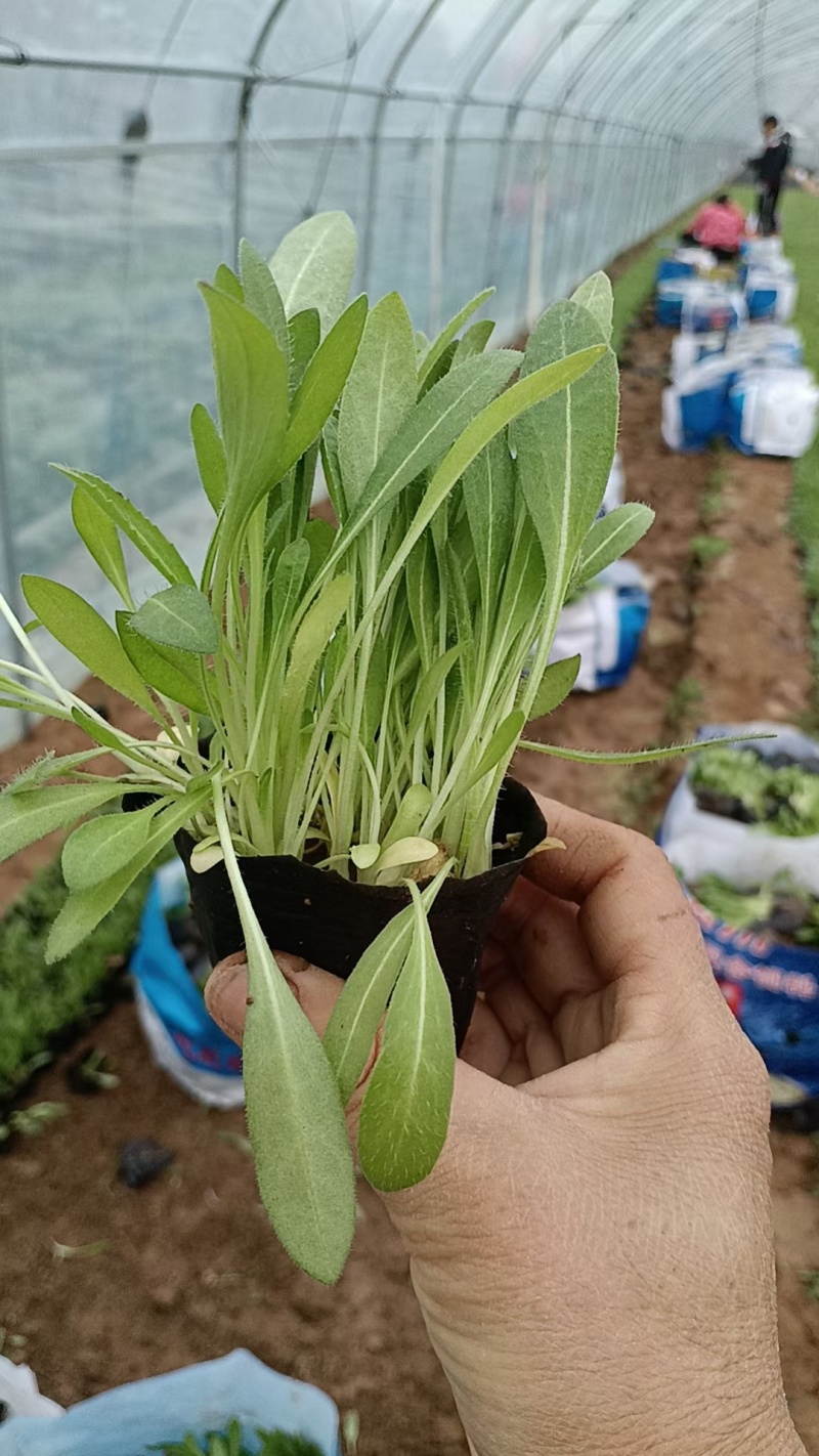 天人菊，基地直销，常年供应常年供应各种绿化