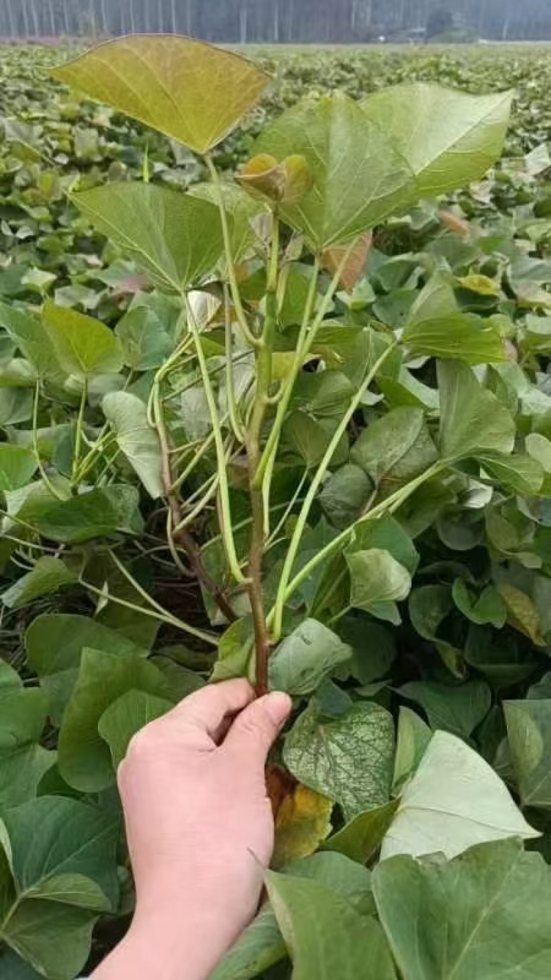 榴莲蜜薯地瓜苗