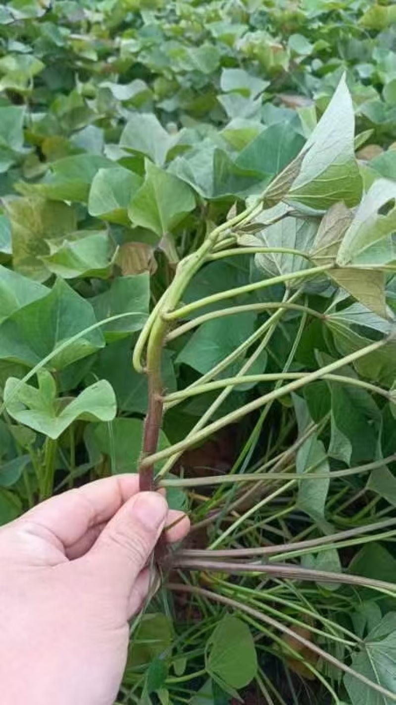 榴莲蜜薯地瓜苗