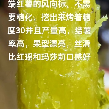 榴莲蜜薯地瓜苗
