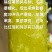 榴莲蜜薯地瓜苗