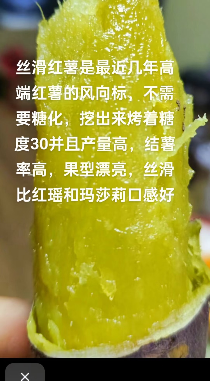 榴莲蜜薯地瓜苗